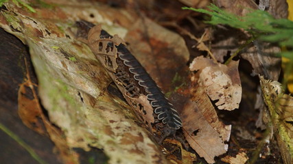 Millipede spotted in Danum Valley, Borneo