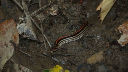 Borneo Kukri Striped Snake spotted in Danum Valley, Rainforest, Borneo