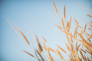 Obraz premium Wonderful landscape from the feather grass in the evening sunset silhouette. serene feeling concept. countryside scenery atmosphere. image for background, wallpaper and copy space.