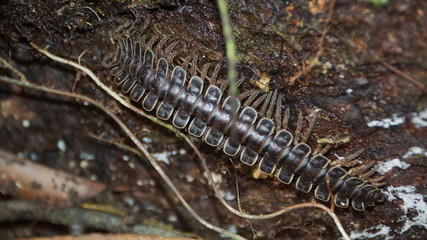 Millipede spotted in Danum Valley, Borneo