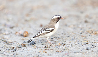 White Browed Weaver (Plocepasser mahali)