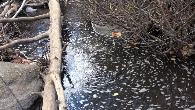 Water flowing into an eddy in a creek with fall color and foam