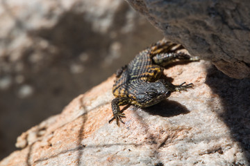 Cape Girdled Lizard (Cordylids) sitting on a rock close up of it facing the camera. Dark colored animal with very rough scales.