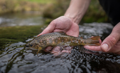 Brown trout (Salmo Trutta Fario) with wonderful pattern with red dots and yellow belly caught while fly fishing in a small creek high in the Swiss Alps on the dry fly