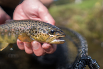 Brown trout (Salmo Trutta Fario) with wonderful pattern with red dots and yellow belly caught while fly fishing in a small creek high in the Swiss Alps on the dry fly