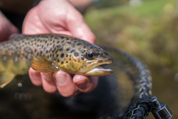 Brown trout (Salmo Trutta Fario) with wonderful pattern with red dots and yellow belly caught while...