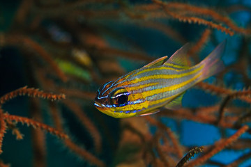 Yellow-striped Cardinalfish, Gelbstreifen-Kardinalfisch (Apogon cyanosoma)