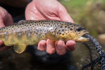 Brown trout (Salmo Trutta Fario) with wonderful pattern with red dots and yellow belly caught while...