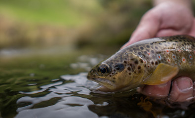Brown trout (Salmo Trutta Fario) with wonderful pattern with red dots and yellow belly caught while fly fishing in a small creek high in the Swiss Alps on the dry fly