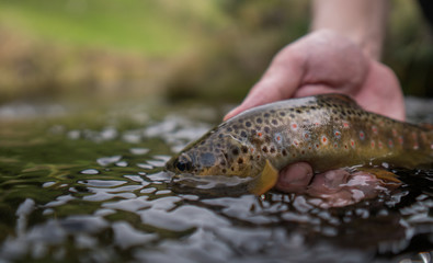 Brown trout (Salmo Trutta Fario) with wonderful pattern with red dots and yellow belly caught while fly fishing in a small creek high in the Swiss Alps on the dry fly