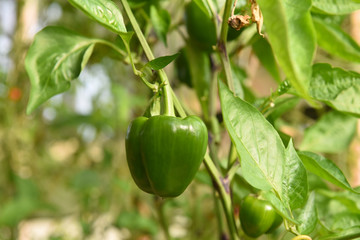 poivrons legumes condiment aliment