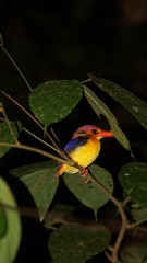 Oriental Dwarf Kingfisher spotted in Danum Valley Rainforest, Borneo