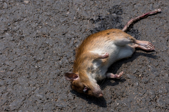 Dead rat, on the floor or the street. or human act.