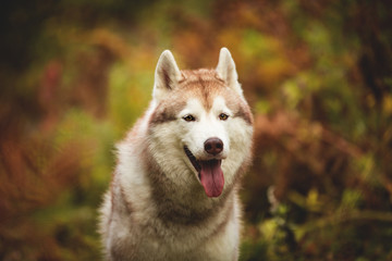 Close-up Portrait of adorable Beige Siberian Husky in fall season on a forest background. Image of husky dog in autumn