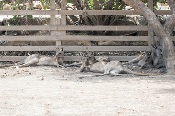 Kangaroos  lie on a sunny day on the ground and rest at the Australian Zoo Gan Guru in Kibbutz Nir...