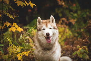 Portrait of beautiful Beige Siberian Husky in fall season on a maple leaves background. Image of husky dog in autumn