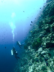 Scuba Diver at one of the famous walls  in the Waters of Bunaken Island, Diving Bunaken, Indonesia.