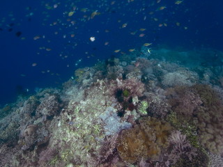 Fototapeta na wymiar Scuba Diver in Blue Sea in the Waters of Bunaken Island, Diving Bunaken, Indonesia.