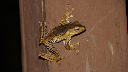 File Eared Tree Frog spotted in Danum Valley Rainforest, Borneo - an endemic species