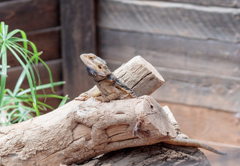 Lizard - Pogona vitticeps - Bearded  Agama sits on felled trees at the  Australian Zoo Gan Guru in...