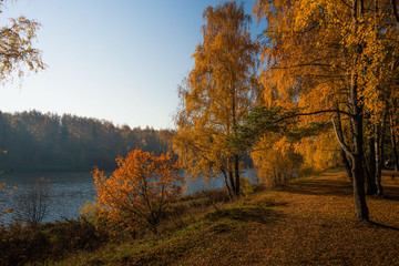 Fototapeta premium autumn landscape with trees and blue sky