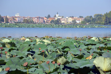 Mantua through water lilies