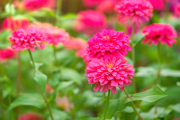 Pink Zinnia flower (Zinnia violacea Cav.)