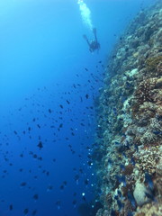 Scuba Diver in Blue Sea  in the Waters of Bunaken Island, Diving Bunaken, Indonesia.
