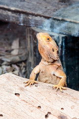 Lizard - Pogona vitticeps - Bearded  Agama sits on felled trees at  the  Australian Zoo Gan Guru in...