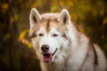 Close-up Portrait of free and prideful Beige Siberian Husky on a forest background in golden autumn season