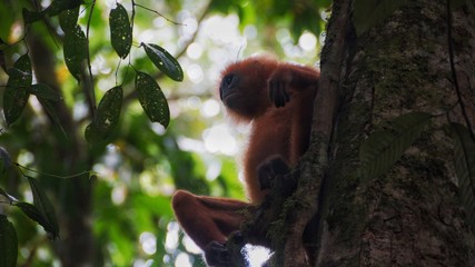 Red Langur Monkey Primate spotted in Danum  Valley Rainforest, Borneo