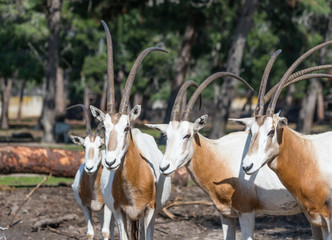 The herd of the gemsboks (Oryx gazella) stand on the pasture and look around