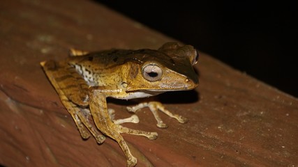 File Eared Tree Frog spotted in Danum Valley Rainforest, Borneo - an endemic species