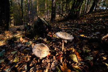 Fototapeta premium Mushroom