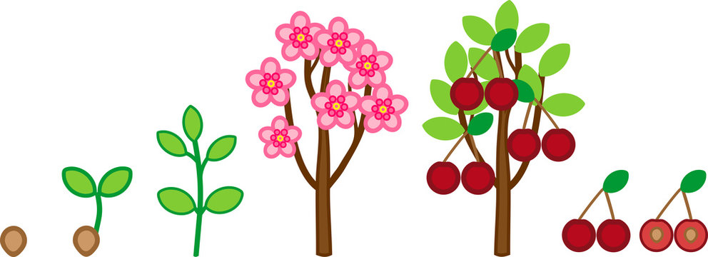 Life cycle of cherry tree. Plant growth stage from seed to tree with fruits