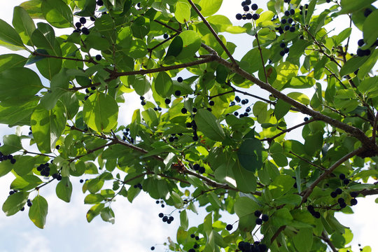 chionanthus retusus 