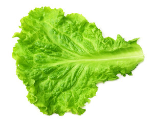 one salad leaf isolated on a white background