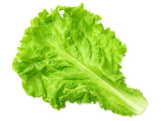 one salad leaf isolated on a white background
