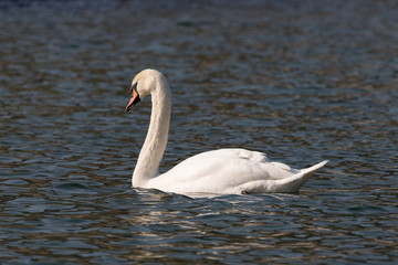 Fototapeta premium Höckerschwan