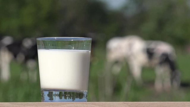 milk glass standing in front of cows on the field