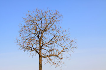 crown of a tree