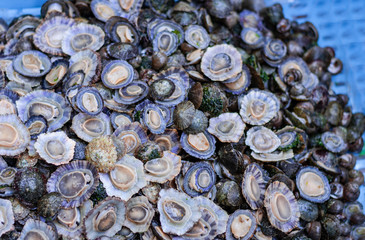 Raw snails in shells alive for sale in the fish market of Catania, Sicily, Italy