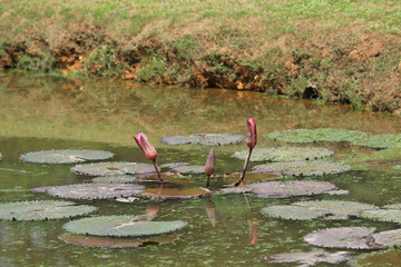 a Pond with the blossoming pink lilie © alan