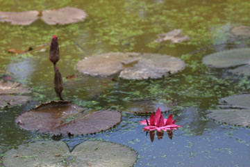 a Pond with the blossoming pink lilie © alan