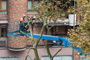 trabajadores realizando tareas de poda en otoño 
