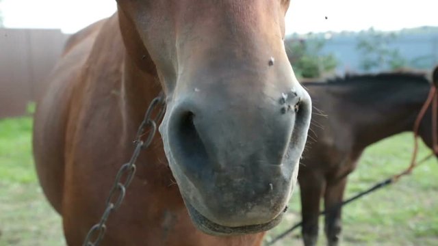 closeup of a horse in nature