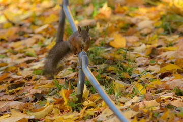 squirrel in autumn park