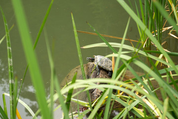 Turtle on the log in the pond