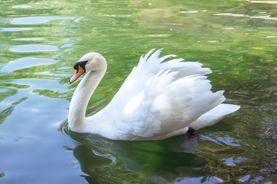 White swan on the water surface