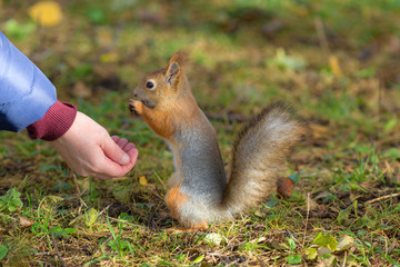 squirrel eats food